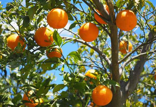 Cara Menanam Jeruk Sunkist Di Kebun Dan Di Dalam Pot