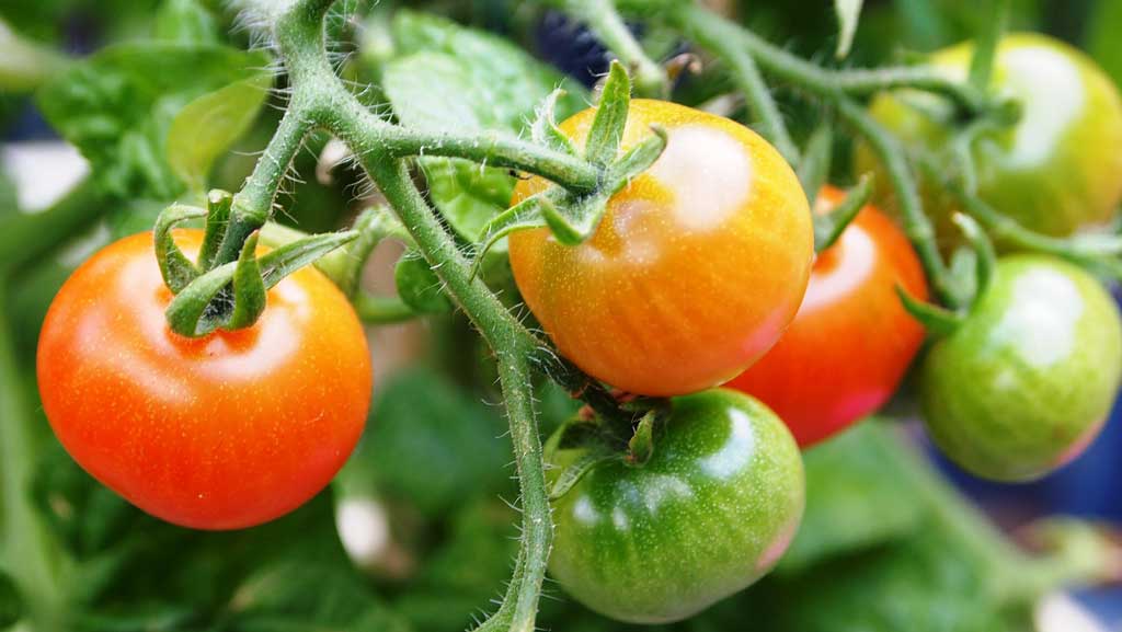 Panduan Lengkap Budidaya Tanaman Tomat Agar Berbuah Lebat