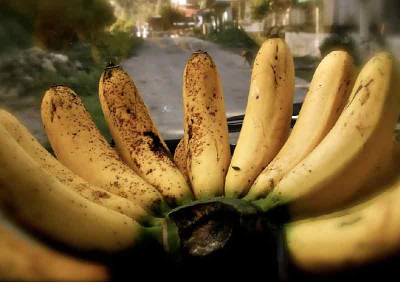 Kandungan dan Manfaat  Buah Pisang  Barangan  Untuk Kesehatan