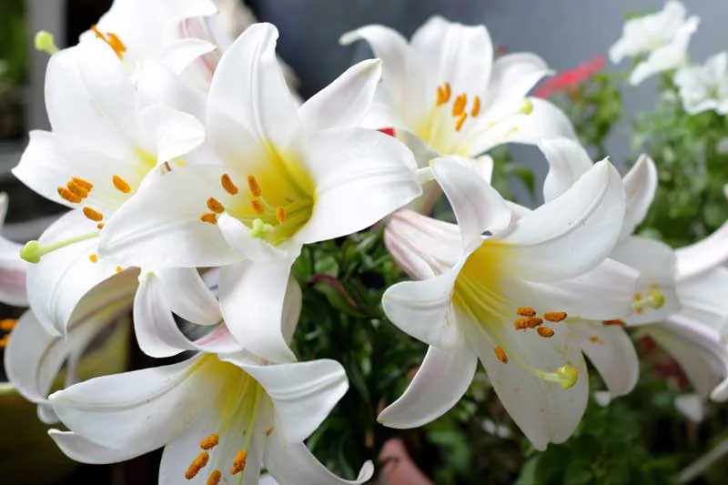 Tips Menjaga Bunga Lili Putih Agar Selalu Mudah Dan Merekah