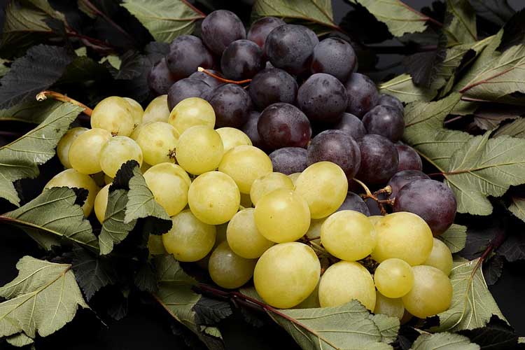 Buah Anggur Jenis Klasifikasi Dan Morfologinya