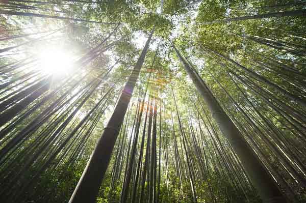 Karakteristik dan Cara Merawat Bambu Jepang  Agar Selalu Indah