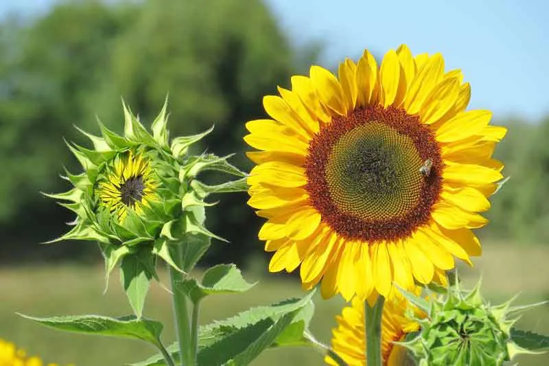 Mengenal Bunga Matahari Jenis Manfaat Dan Cara Menanamnya